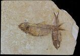Two Detailed Fossil Fish (Knightia) - Wyoming #59252-1